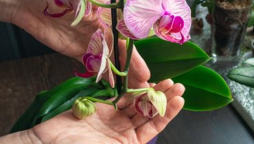 Ghid complet pentru îngrijirea orhideelor tale