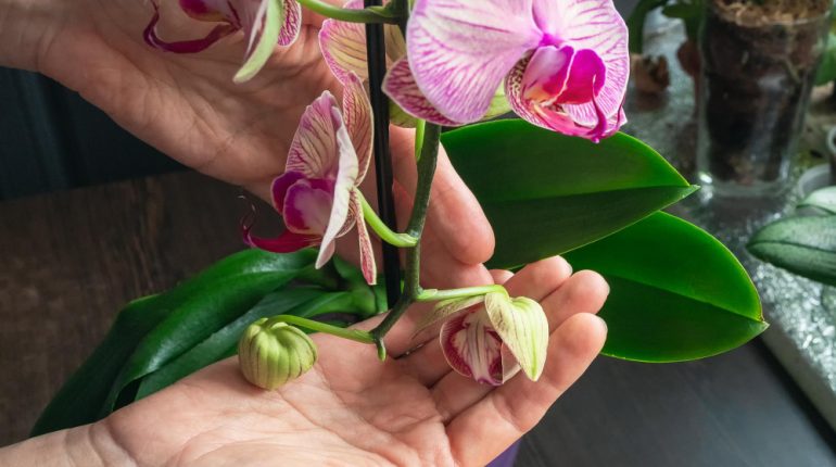 Ghid complet pentru îngrijirea orhideelor tale