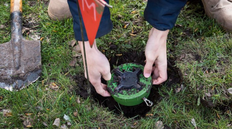 Cum să scapi de urechelnițele din grădină: ghid complet